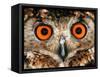 Cape Eagle Owl Eyes-Martin Harvey-Framed Stretched Canvas