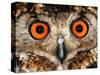 Cape Eagle Owl Eyes-Martin Harvey-Stretched Canvas