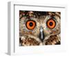 Cape Eagle Owl Eyes-Martin Harvey-Framed Photographic Print