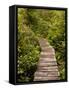 Cape Flattery Boardwalk, Neah Bay, Washington, USA-Peter Hawkins-Framed Stretched Canvas