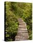 Cape Flattery Boardwalk, Neah Bay, Washington, USA-Peter Hawkins-Stretched Canvas