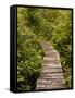 Cape Flattery Boardwalk, Neah Bay, Washington, USA-Peter Hawkins-Framed Stretched Canvas