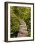 Cape Flattery Boardwalk, Neah Bay, Washington, USA-Peter Hawkins-Framed Photographic Print