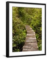 Cape Flattery Boardwalk, Neah Bay, Washington, USA-Peter Hawkins-Framed Photographic Print