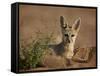 Cape Fox (Cama Fox) (Silver-Backed Fox) (Vulpes Chama)-James Hager-Framed Stretched Canvas