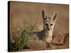 Cape Fox (Cama Fox) (Silver-Backed Fox) (Vulpes Chama)-James Hager-Stretched Canvas