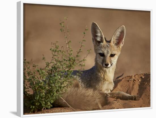 Cape Fox (Cama Fox) (Silver-Backed Fox) (Vulpes Chama)-James Hager-Framed Photographic Print