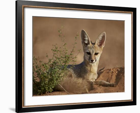 Cape Fox (Cama Fox) (Silver-Backed Fox) (Vulpes Chama)-James Hager-Framed Photographic Print