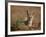 Cape Fox (Cama Fox) (Silver-Backed Fox) (Vulpes Chama)-James Hager-Framed Photographic Print