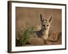Cape Fox (Cama Fox) (Silver-Backed Fox) (Vulpes Chama)-James Hager-Framed Photographic Print
