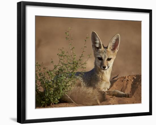 Cape Fox (Cama Fox) (Silver-Backed Fox) (Vulpes Chama)-James Hager-Framed Photographic Print