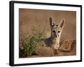 Cape Fox (Cama Fox) (Silver-Backed Fox) (Vulpes Chama)-James Hager-Framed Photographic Print