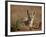 Cape Fox (Cama Fox) (Silver-Backed Fox) (Vulpes Chama)-James Hager-Framed Photographic Print