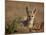 Cape Fox (Cama Fox) (Silver-Backed Fox) (Vulpes Chama)-James Hager-Mounted Photographic Print