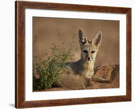 Cape Fox (Cama Fox) (Silver-Backed Fox) (Vulpes Chama)-James Hager-Framed Photographic Print