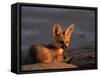 Cape Fox, Kalahari Gemsbok National Park, S Africa-Tony Heald-Framed Stretched Canvas