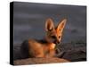 Cape Fox, Kalahari Gemsbok National Park, S Africa-Tony Heald-Stretched Canvas