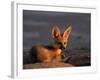 Cape Fox, Kalahari Gemsbok National Park, S Africa-Tony Heald-Framed Photographic Print