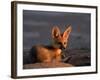 Cape Fox, Kalahari Gemsbok National Park, S Africa-Tony Heald-Framed Photographic Print