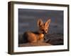 Cape Fox, Kalahari Gemsbok National Park, S Africa-Tony Heald-Framed Photographic Print