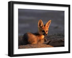 Cape Fox, Kalahari Gemsbok National Park, S Africa-Tony Heald-Framed Photographic Print