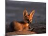 Cape Fox, Kalahari Gemsbok National Park, S Africa-Tony Heald-Mounted Photographic Print