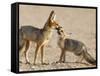 Cape Fox With Cub (Vulpes Chama), Kgalagadi Transfrontier Park, Northern Cape, South Africa, Africa-Ann & Steve Toon-Framed Stretched Canvas