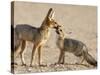 Cape Fox With Cub (Vulpes Chama), Kgalagadi Transfrontier Park, Northern Cape, South Africa, Africa-Ann & Steve Toon-Stretched Canvas