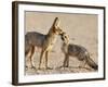 Cape Fox With Cub (Vulpes Chama), Kgalagadi Transfrontier Park, Northern Cape, South Africa, Africa-Ann & Steve Toon-Framed Photographic Print