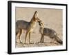 Cape Fox With Cub (Vulpes Chama), Kgalagadi Transfrontier Park, Northern Cape, South Africa, Africa-Ann & Steve Toon-Framed Photographic Print