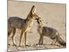 Cape Fox With Cub (Vulpes Chama), Kgalagadi Transfrontier Park, Northern Cape, South Africa, Africa-Ann & Steve Toon-Mounted Photographic Print