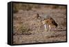 Cape Fox-Michele Westmorland-Framed Stretched Canvas