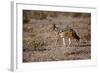 Cape Fox-Michele Westmorland-Framed Photographic Print