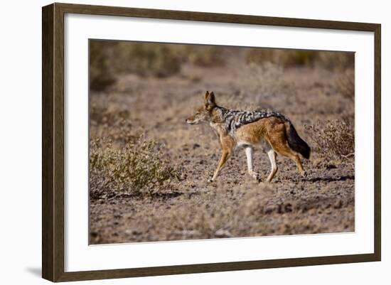 Cape Fox-Michele Westmorland-Framed Photographic Print