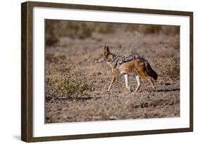 Cape Fox-Michele Westmorland-Framed Photographic Print