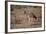 Cape Fox-Michele Westmorland-Framed Photographic Print