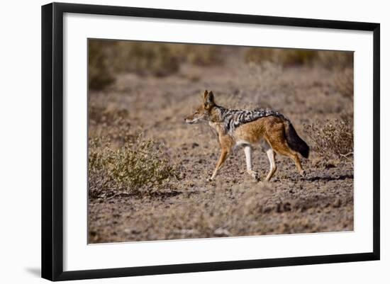 Cape Fox-Michele Westmorland-Framed Photographic Print