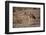 Cape Fox-Michele Westmorland-Framed Photographic Print