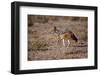 Cape Fox-Michele Westmorland-Framed Photographic Print