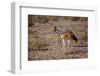 Cape Fox-Michele Westmorland-Framed Photographic Print