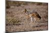 Cape Fox-Michele Westmorland-Mounted Photographic Print