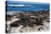 Cape Fur Seal Colony. Western Cape, South Africa-Pete Oxford-Stretched Canvas