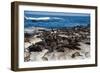 Cape Fur Seal Colony. Western Cape, South Africa-Pete Oxford-Framed Photographic Print