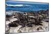 Cape Fur Seal Colony. Western Cape, South Africa-Pete Oxford-Mounted Photographic Print