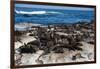 Cape Fur Seal Colony. Western Cape, South Africa-Pete Oxford-Framed Photographic Print