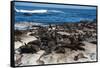 Cape Fur Seal Colony. Western Cape, South Africa-Pete Oxford-Framed Stretched Canvas