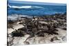 Cape Fur Seal Colony. Western Cape, South Africa-Pete Oxford-Stretched Canvas