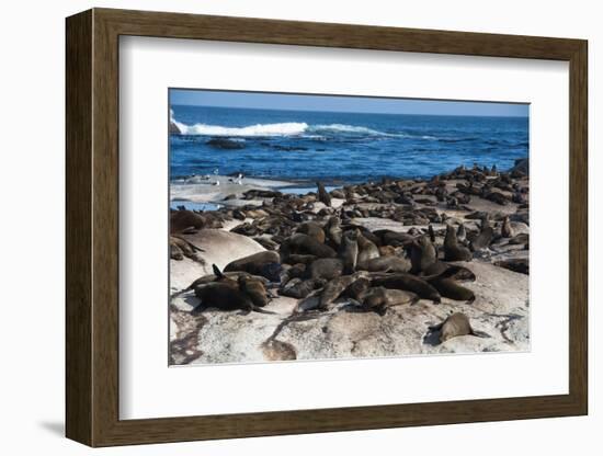 Cape Fur Seal Colony. Western Cape, South Africa-Pete Oxford-Framed Photographic Print