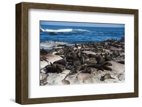 Cape Fur Seal Colony. Western Cape, South Africa-Pete Oxford-Framed Photographic Print