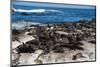 Cape Fur Seal Colony. Western Cape, South Africa-Pete Oxford-Mounted Photographic Print